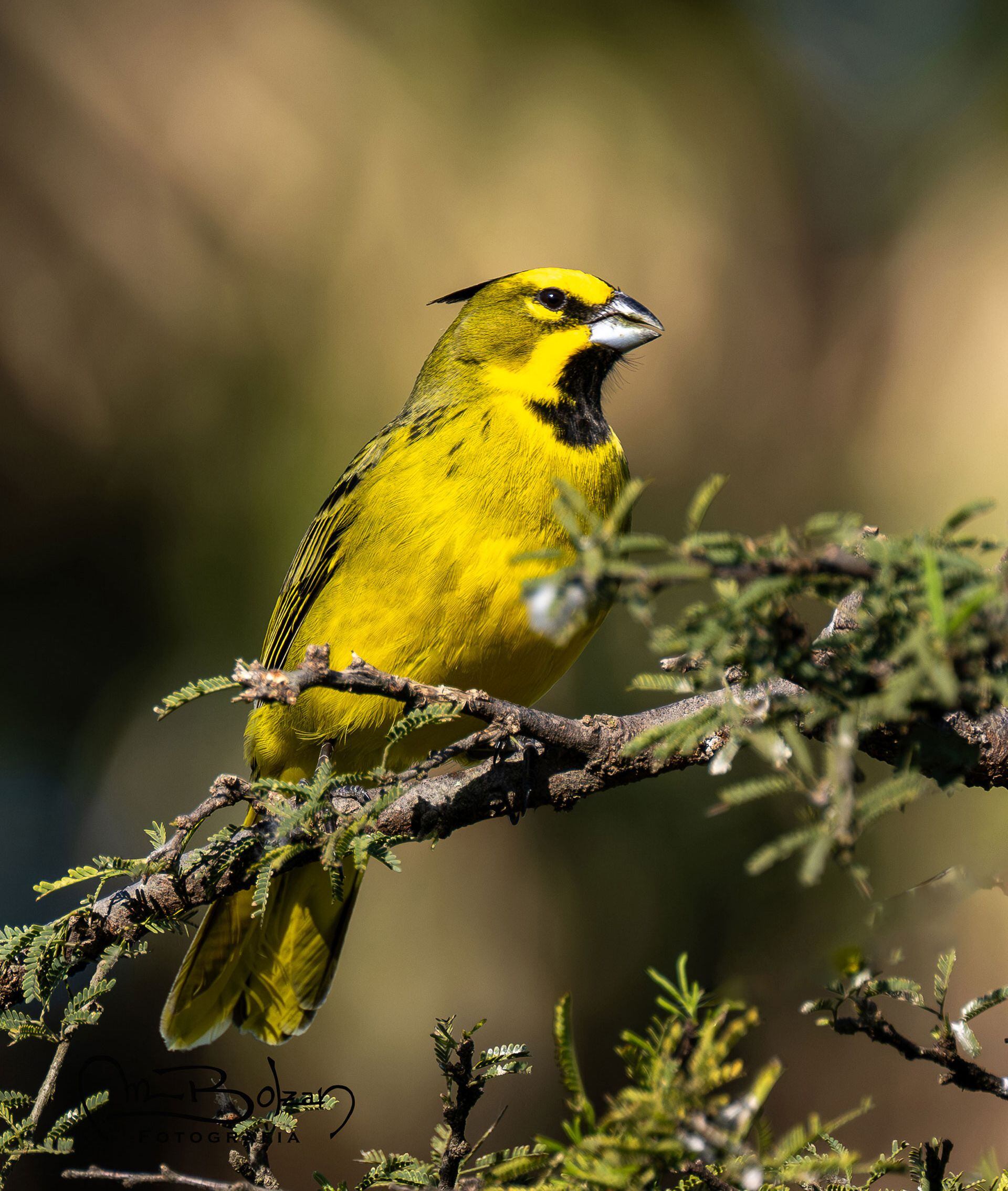 Cardenal amarillo, una de las especies en peligro. Su mayor amenaza es la captura como ave de jaula (Pixabay)