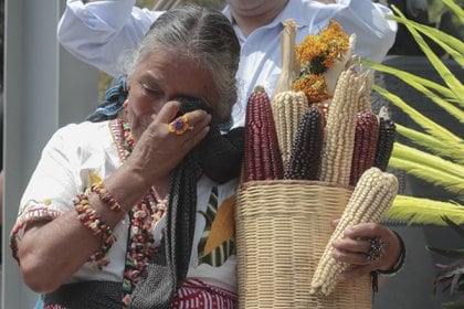 los opositores a los cultivos genéticamente modificados celebraron la prohibición. (FOTO: JUAN PABLO ZAMORA /CUARTOSCURO)