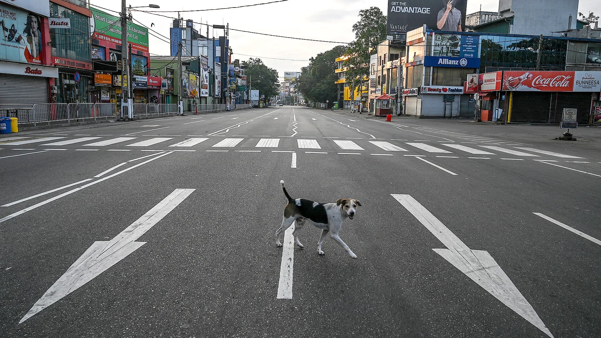 Un perro cruza la calle en Sri Lanka. Los animales son los únicos que circulan en momentos en los que la gente fue llamada a quedarse en sus hogares para evitar los contagios de COVID 19