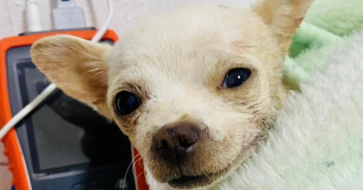 Pincky is dead, the dog attacked with a fork while defending his home from thieves
