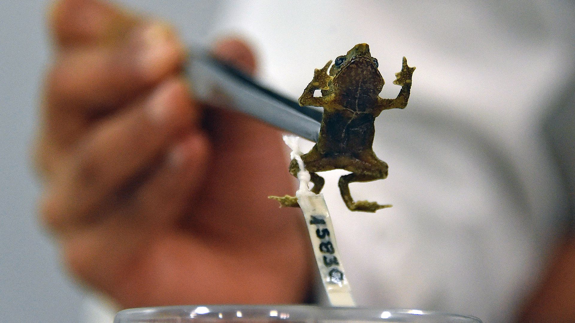 The Ecuadorian toad who broke the silence with singing after a century