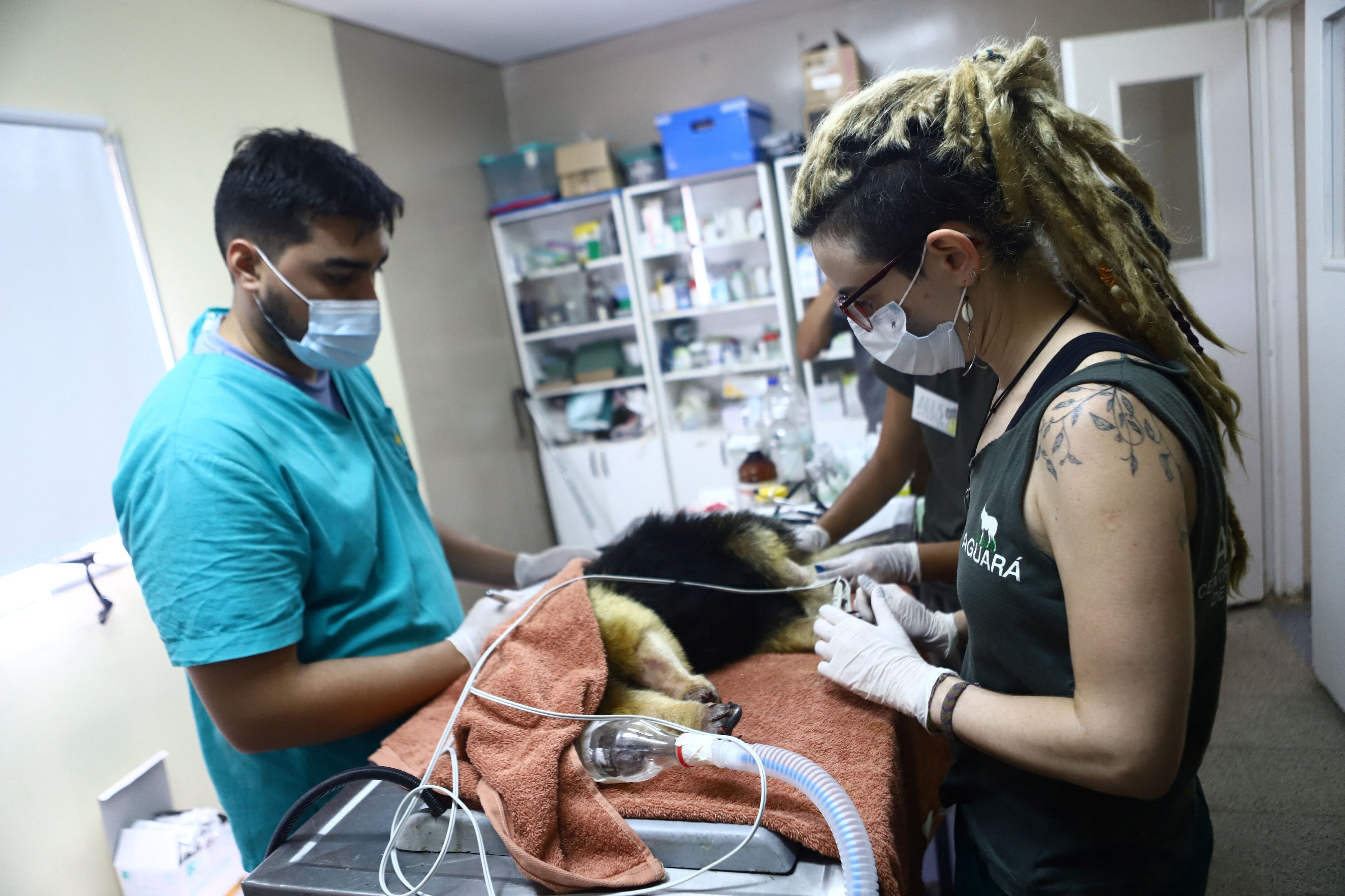 Otra opción laboral en Estados Unidos para los mexicanos es el campo de la veterinaria. Se busca a médicos veterinarios dispuestos a trabajar en una clínica de Illinois. (REUTERS/Matias Baglietto)