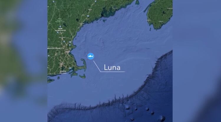 Luna es el tiburón blanco más grande en los registros de OCEARCH, y desde el pasado lunes vaga cerca de la costa (Foto: OCEARCH)