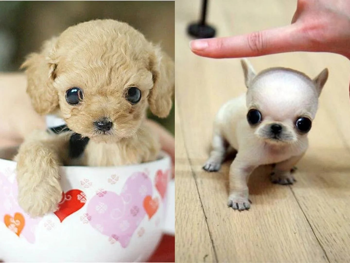 Motivos por los que quizás tener un perro mini toy no es buena idea