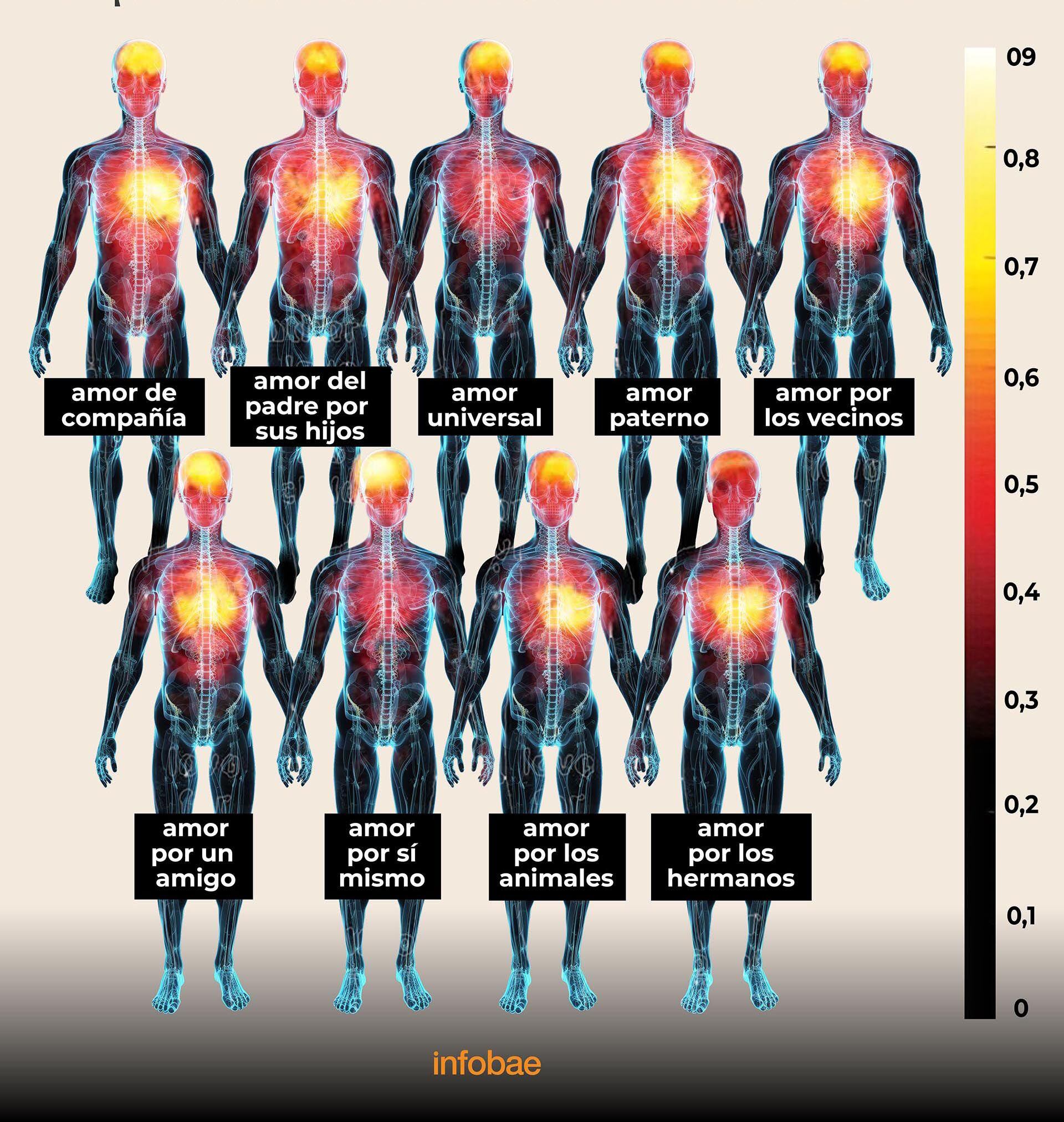 Los tipos de amor forman un gradiente en intensidad y en cuán ampliamente se sienten en todo el cuerpo (Crédito: Psicología Filosófica) (Gráfico de Marcelo Regalado)