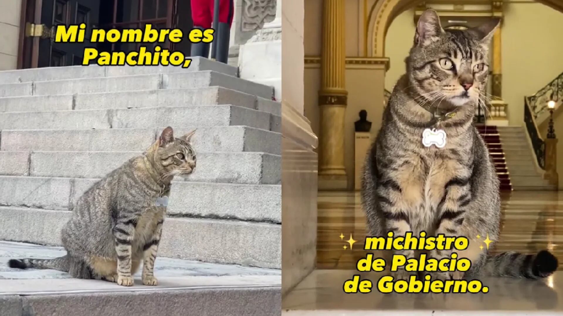 ‘Panchito’, la mascota de Palacio de Gobierno que enamoró a TikTok: “Soy el nuevo michistro”