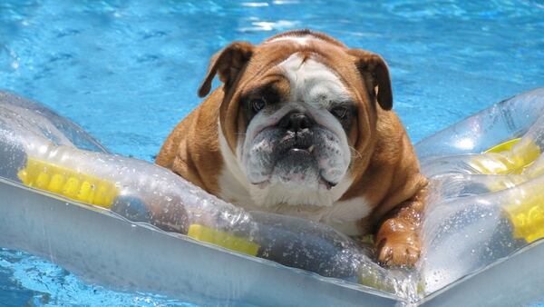 El bulldog inglés es una de las razas que presenta dificultades a la hora de nadar (iStock)