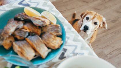 No humanizar la alimentación de nuestro perro.