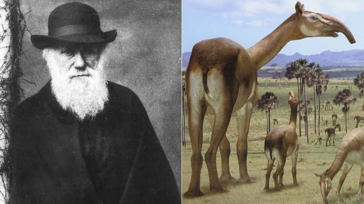 Las investigaciones de Darwin incluyeron el descubrimiento de 4 fósiles mamíferos desconocidos en su época