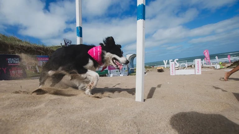 “Poder compartir una escapada de fin de semana con nuestras mascotas es muy positivo para la relación de recíproco benef 