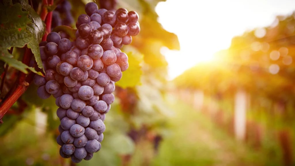 Las uvas, por sus flavonoides, son ideales para incorporar a la dieta (Shutterstock)