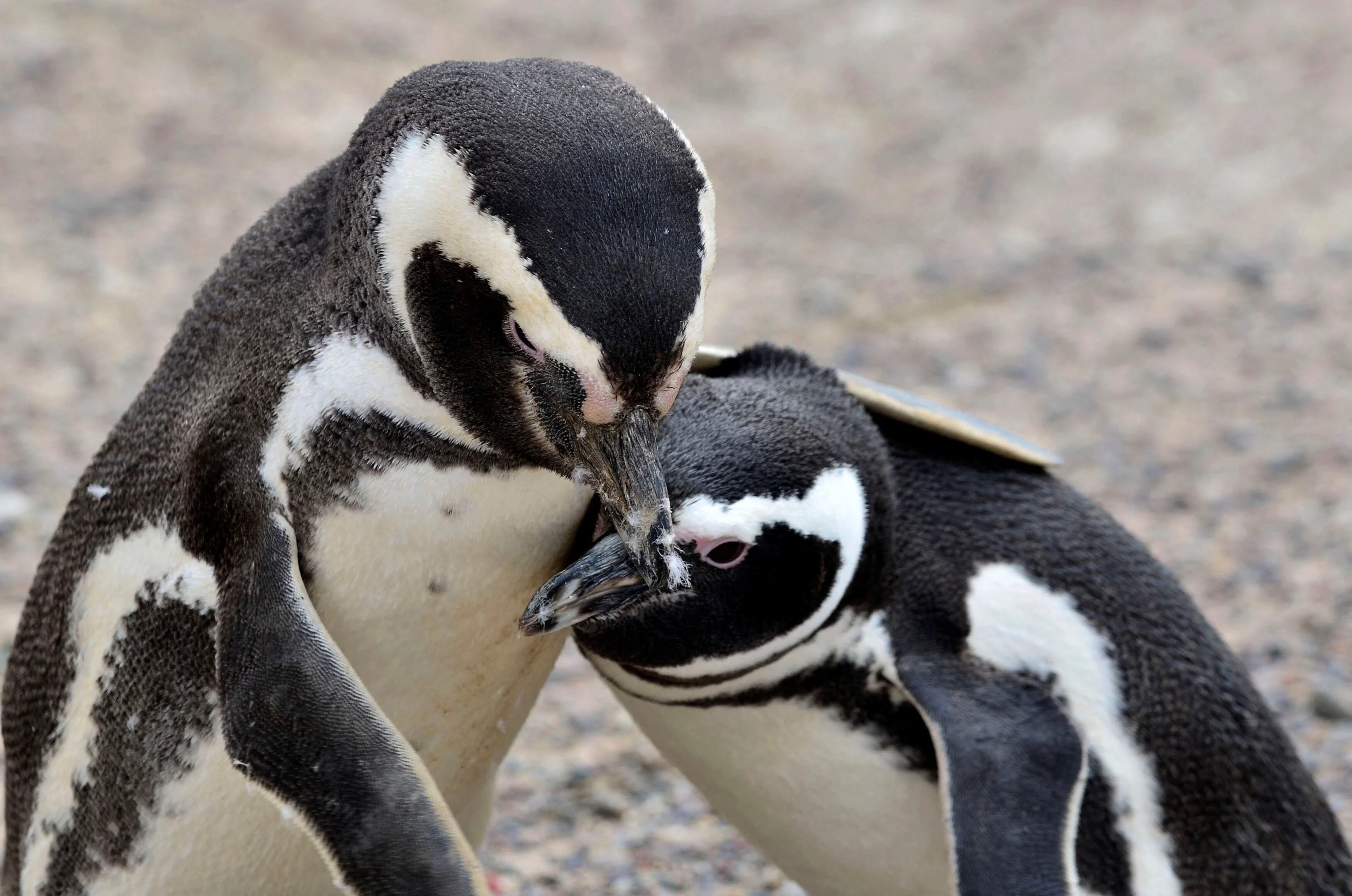 Los pingüinos de Magallanes pueden morir deshidratados por el calor. Además los afectan otros disturbios causados por humanos como el avance de topadoras o la presencia masiva de turistas (REUTERS/Maxi Jonas)