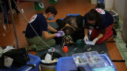 Both bears fainted to be examined by veterinarians (four PAWS)