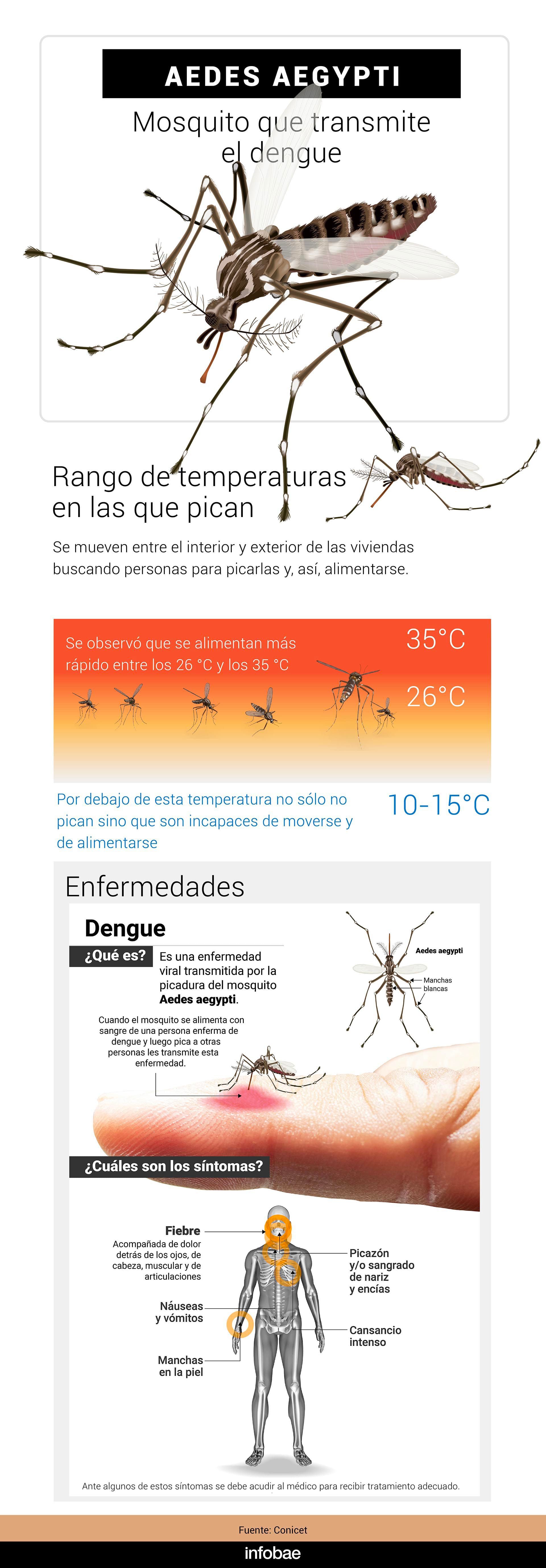 Cómo pica el mosquito que transmite el dengue y cuáles son los síntomas de la infección (Marcelo Regalado)