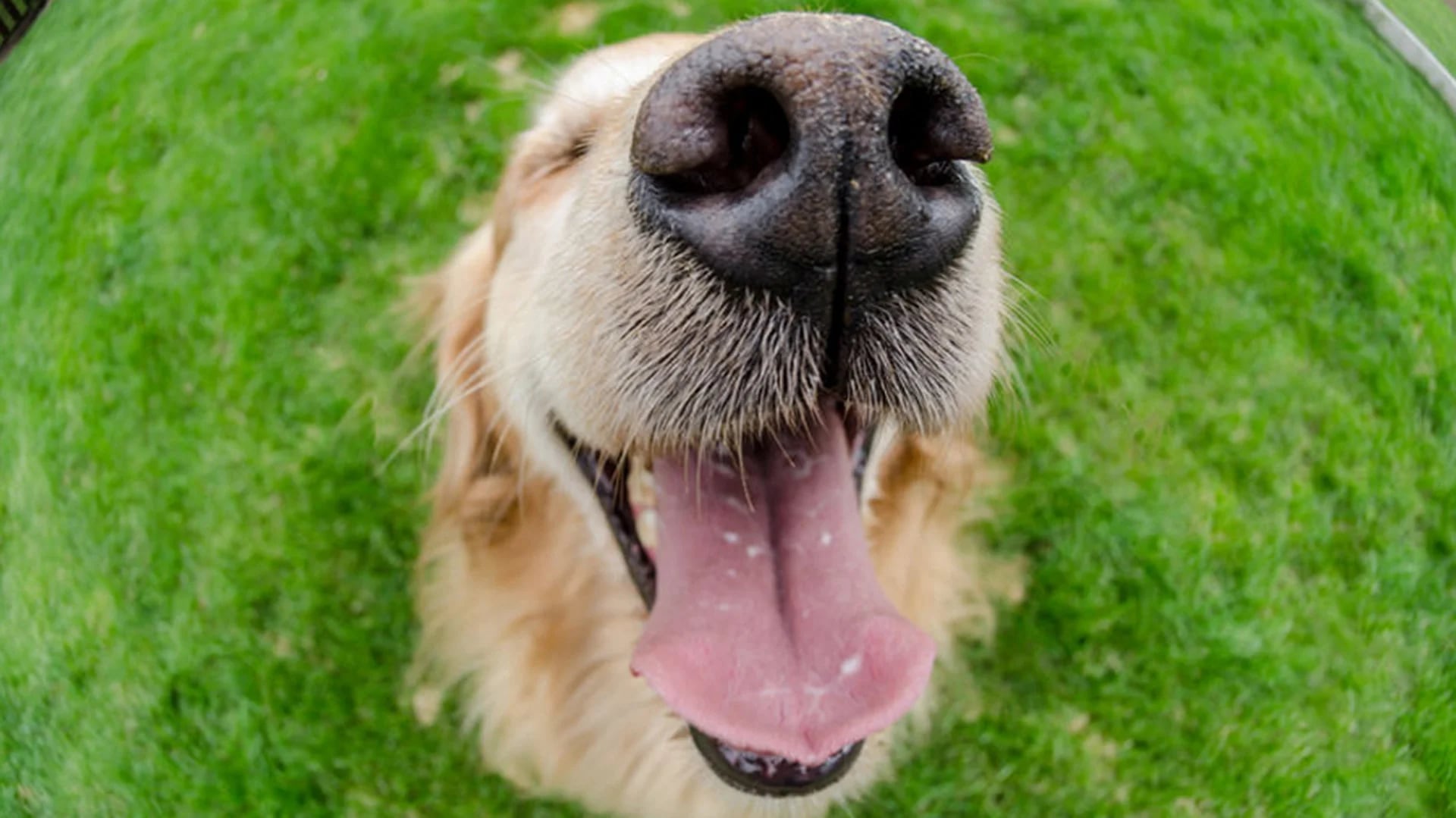 La evidencia científica indica que el olfato de los perros podría ser la herramienta para autopercibirse (iStock)