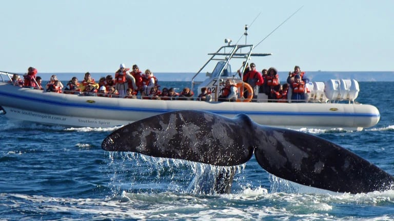 Muchos turistas viajaron a Chubut para hacer el avistamiento de ballenas. 
