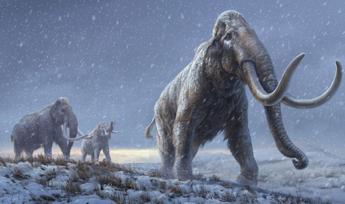 Un examen de isótopos en el colmillo de un mamut lanudo nos daría una idea bastante clara sobre cómo fue su vida hace miles de años (Foto: BETH ZAIKEN/CPG)

