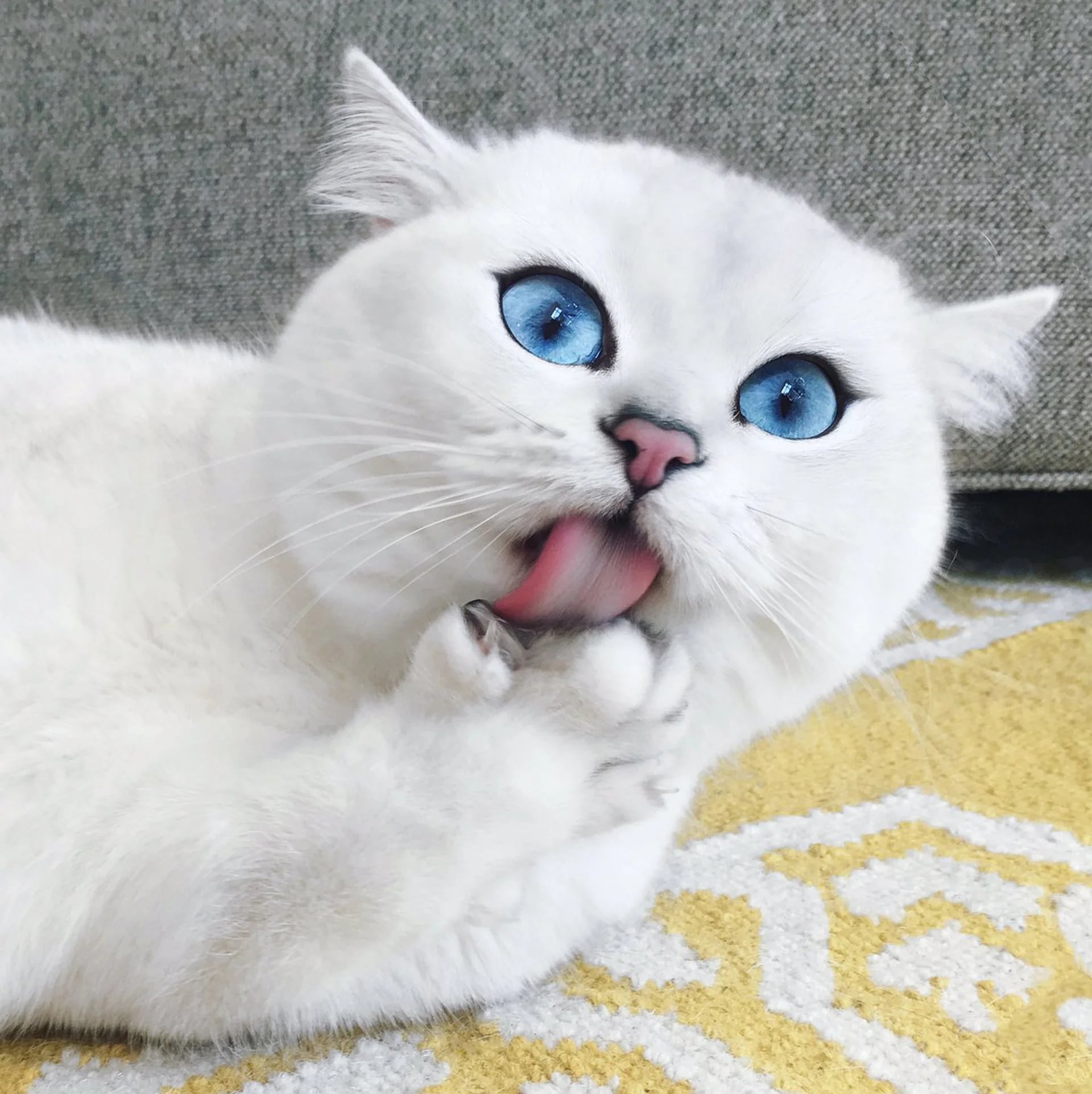 Este felino de rasgos bien definidos y ojos perfectamente delineados es furor por su belleza y por su sentido del humor
