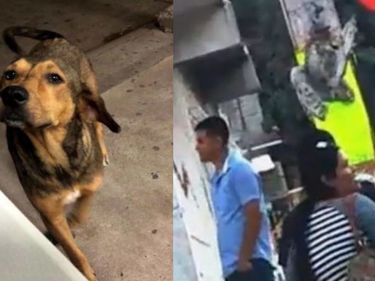 Dos casos de maltrato animal indignan a México: mataron brutalmente a una  lechuza y a un perro - Infobae