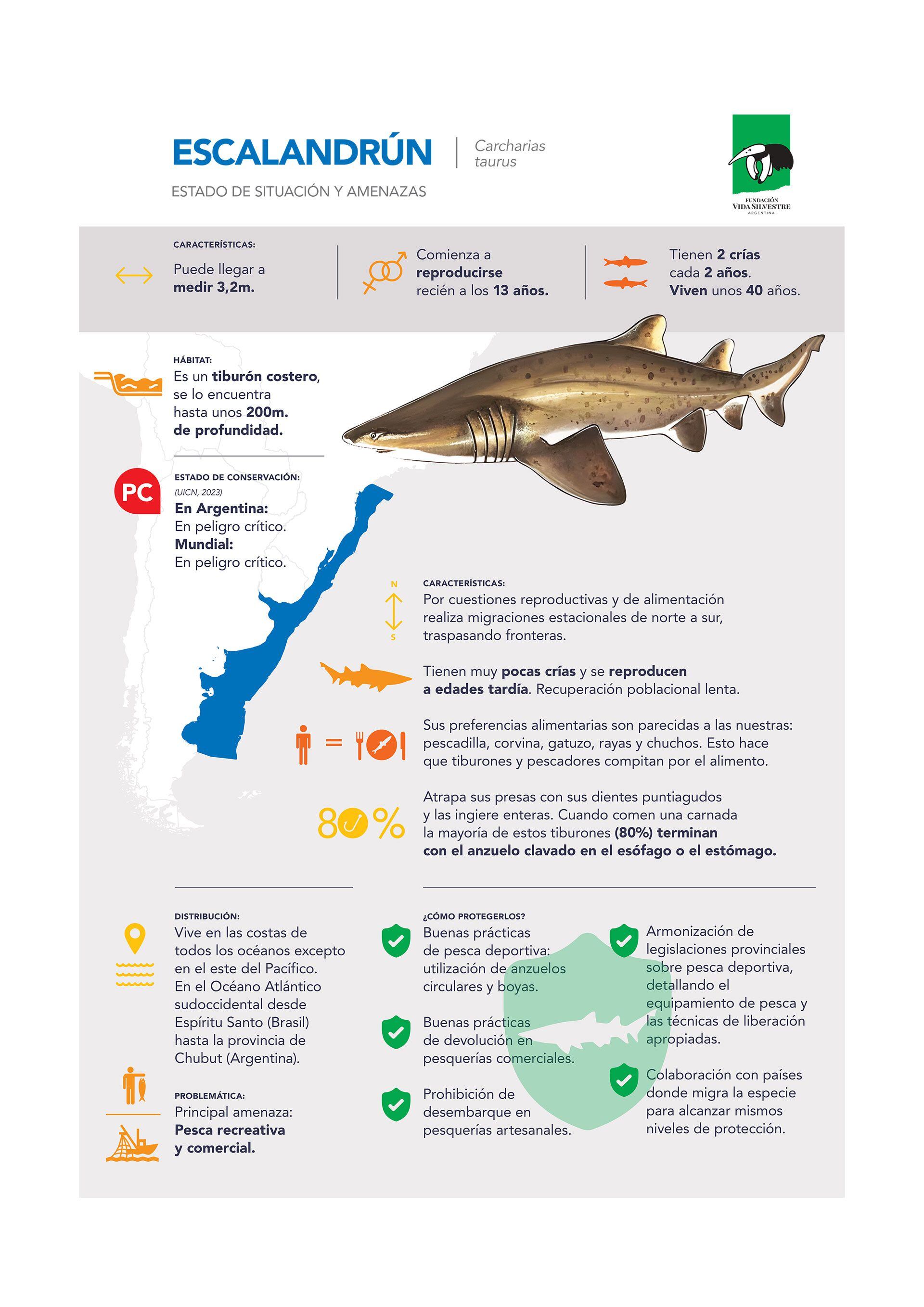 Tiburón escalandrún especie migratoria en peligro de extinción