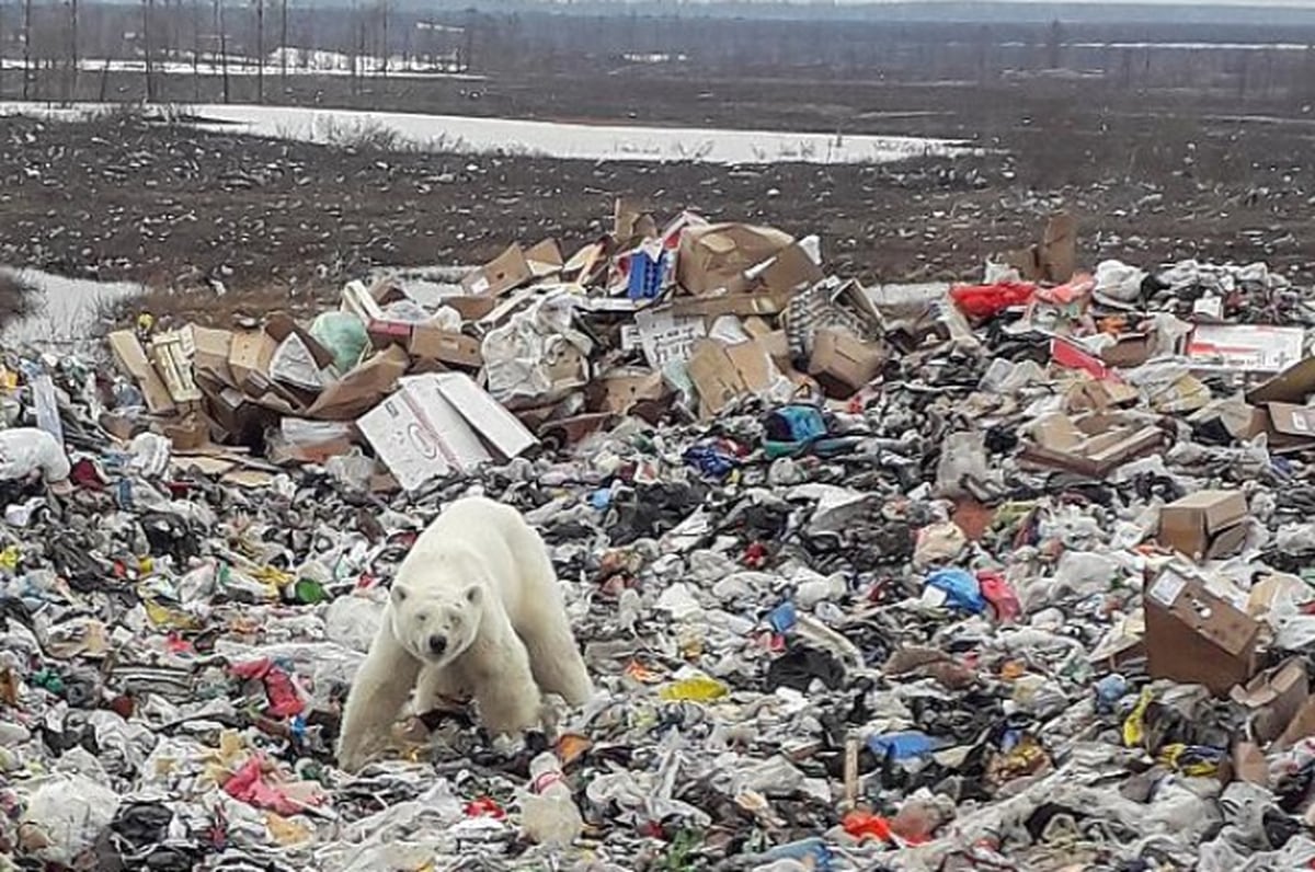 Resultado de imagen para La imagen de un famÃ©lico oso polar escarbando en la basura de un pueblo ruso