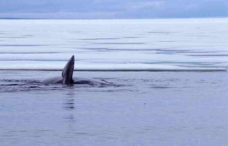 Es estudio del ADN de esta ballena reveló capacidades de surpresión tumoral. (Ansgar Walk/Wikipedia)