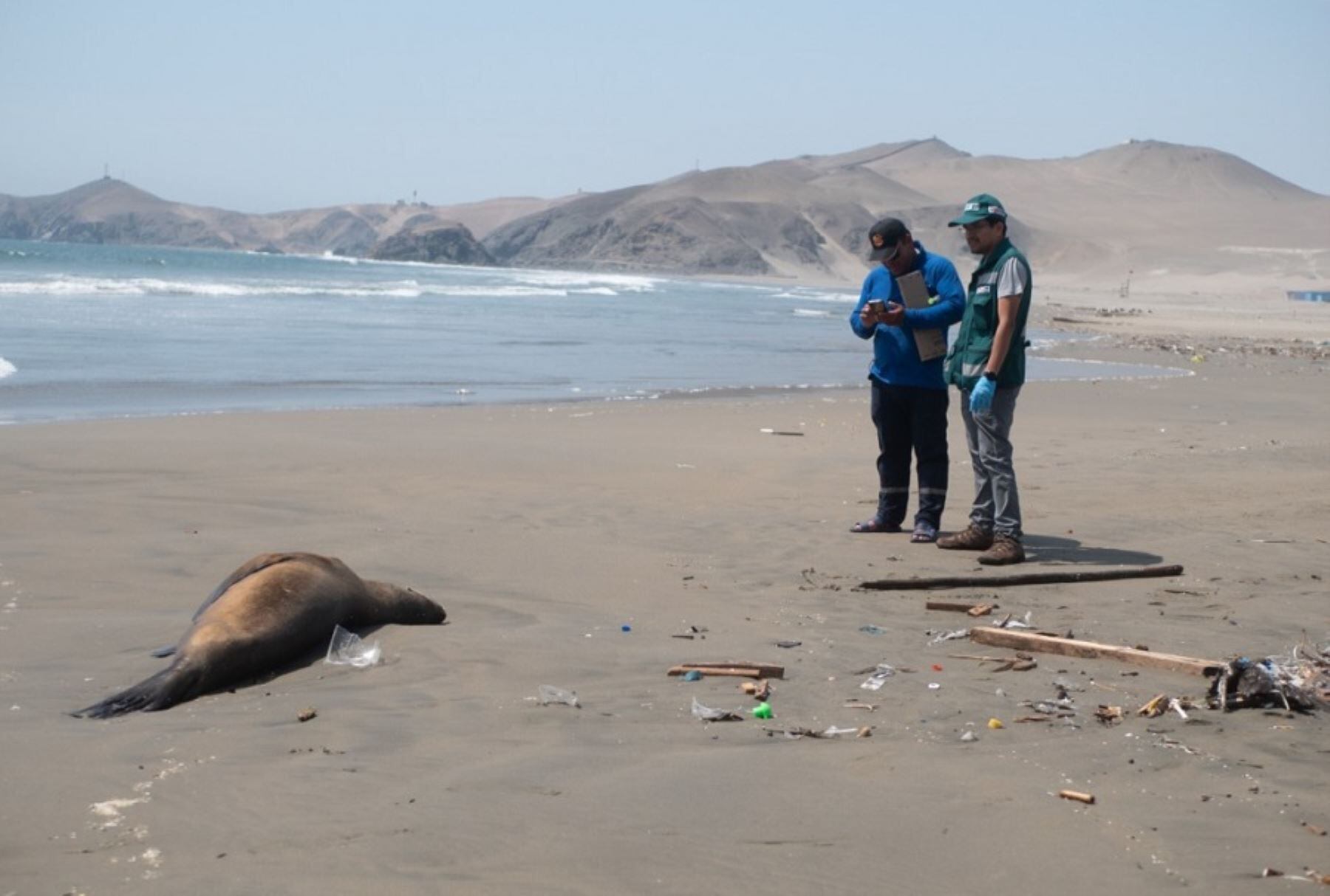 Senasa confirma gripe aviar en tres lobos marinos y un delfín