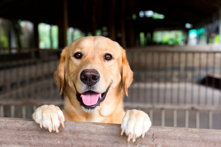 Lola y Milo son los nombres más elegidos para los perros según un censo (Shutterstock)