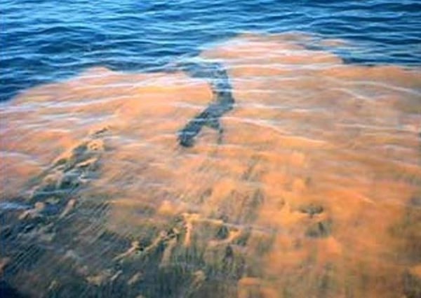 La marea roja ha afectado Pinellas, Manatee, Sarasota, Lee y Collier (NOAA)