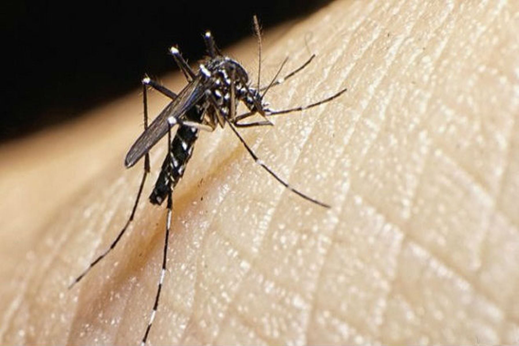 Dengue