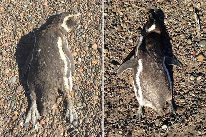 En 2019 una ola de calor produjo la muerte de pingüinos de Magallanes en Punta Tombo, Chubut, Argentina (Katie Holt/University of Washington)
