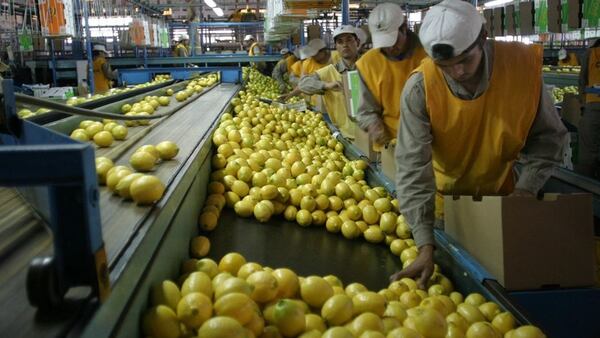 Hay esperanza en los exportadores de que el ingreso de limones a los EE.UU. abra las puertas a la exportación de naranjas a China, y viceversa