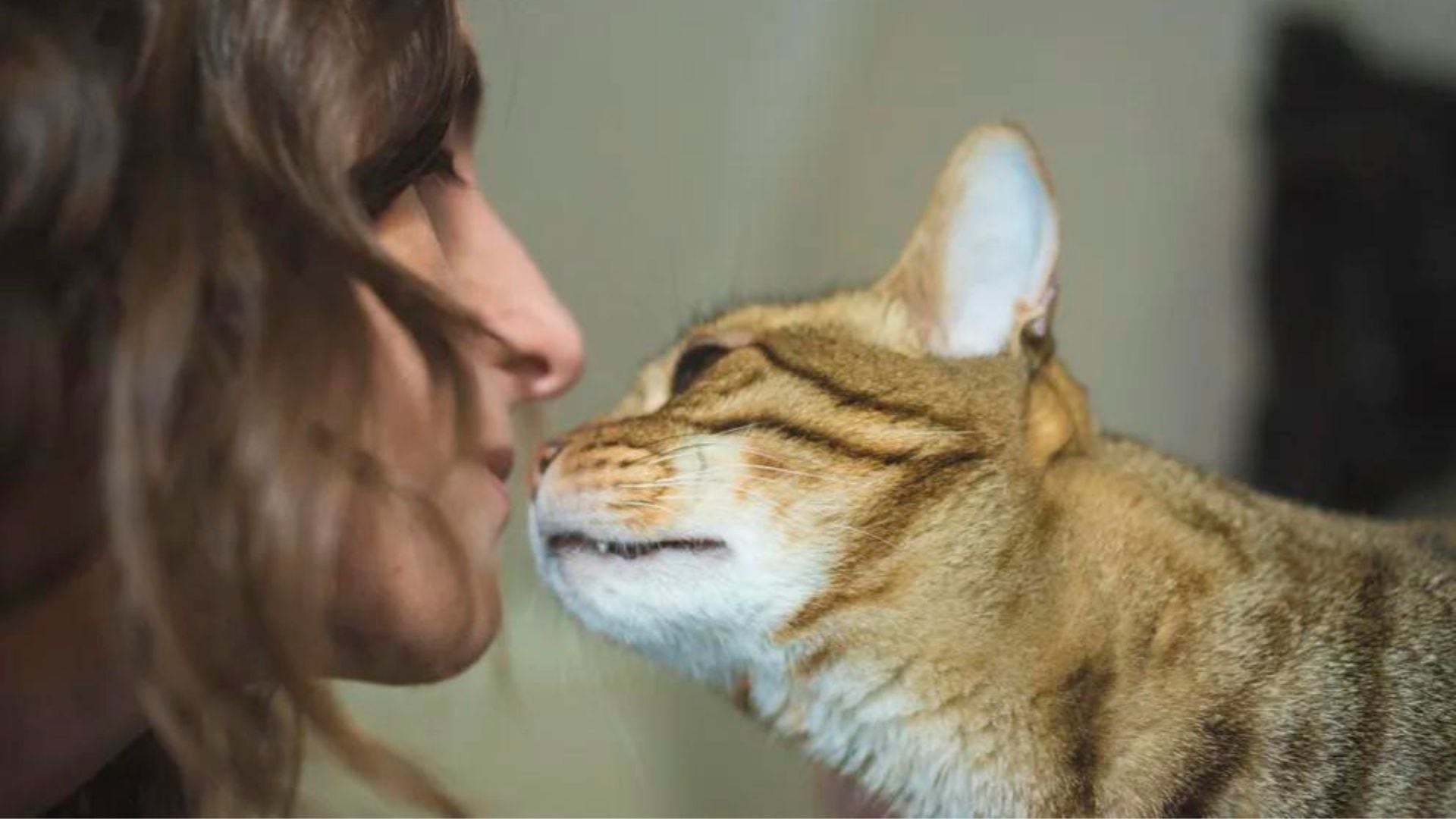 La vejez en los gatos es un tiempo para cuidados especiales en pos de mantener su calidad de vida intacta (Getty)
