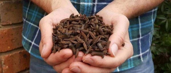 ¿La comida del futuro? dos empresas se unen para hacer la granja de proteína de insectos más grande del mundo
