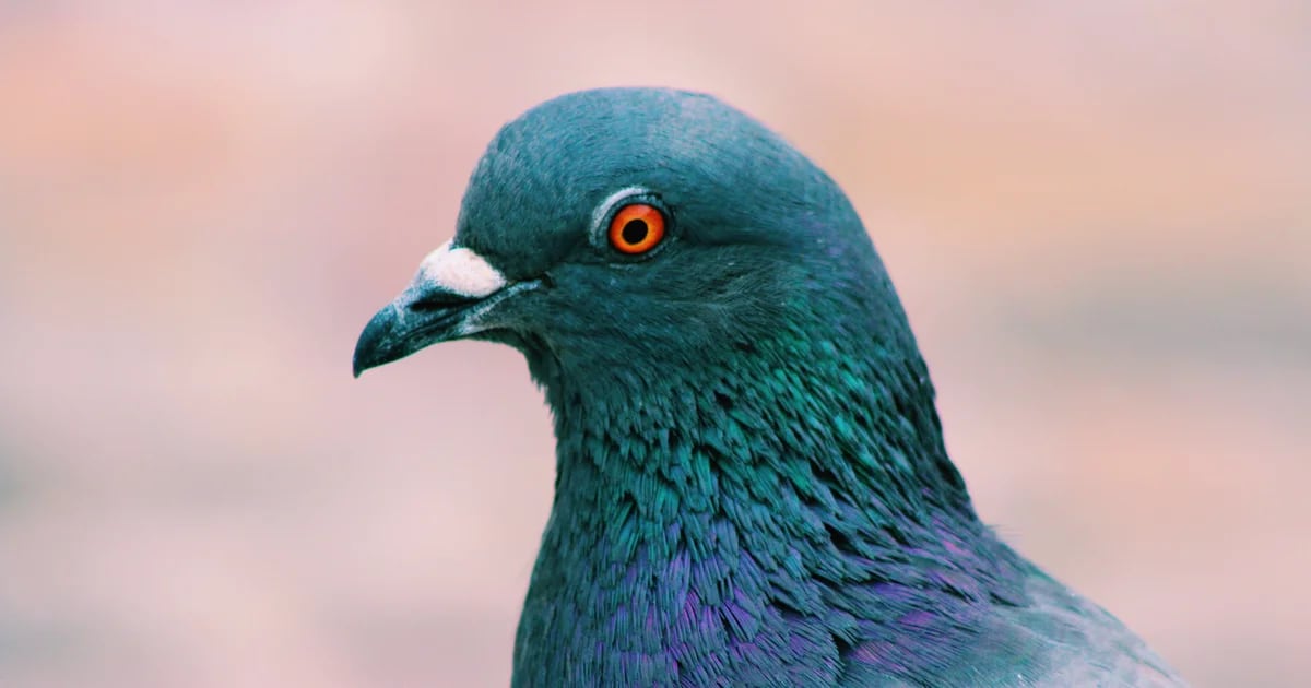 Tauben lösen Probleme auf eine Art und Weise, die einer künstlichen Intelligenz ähnelt: Warum