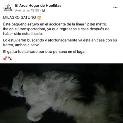 El felino ya se encuentra a salvo (Foto: Facebook/El Arca Hogar de Huellitas)
