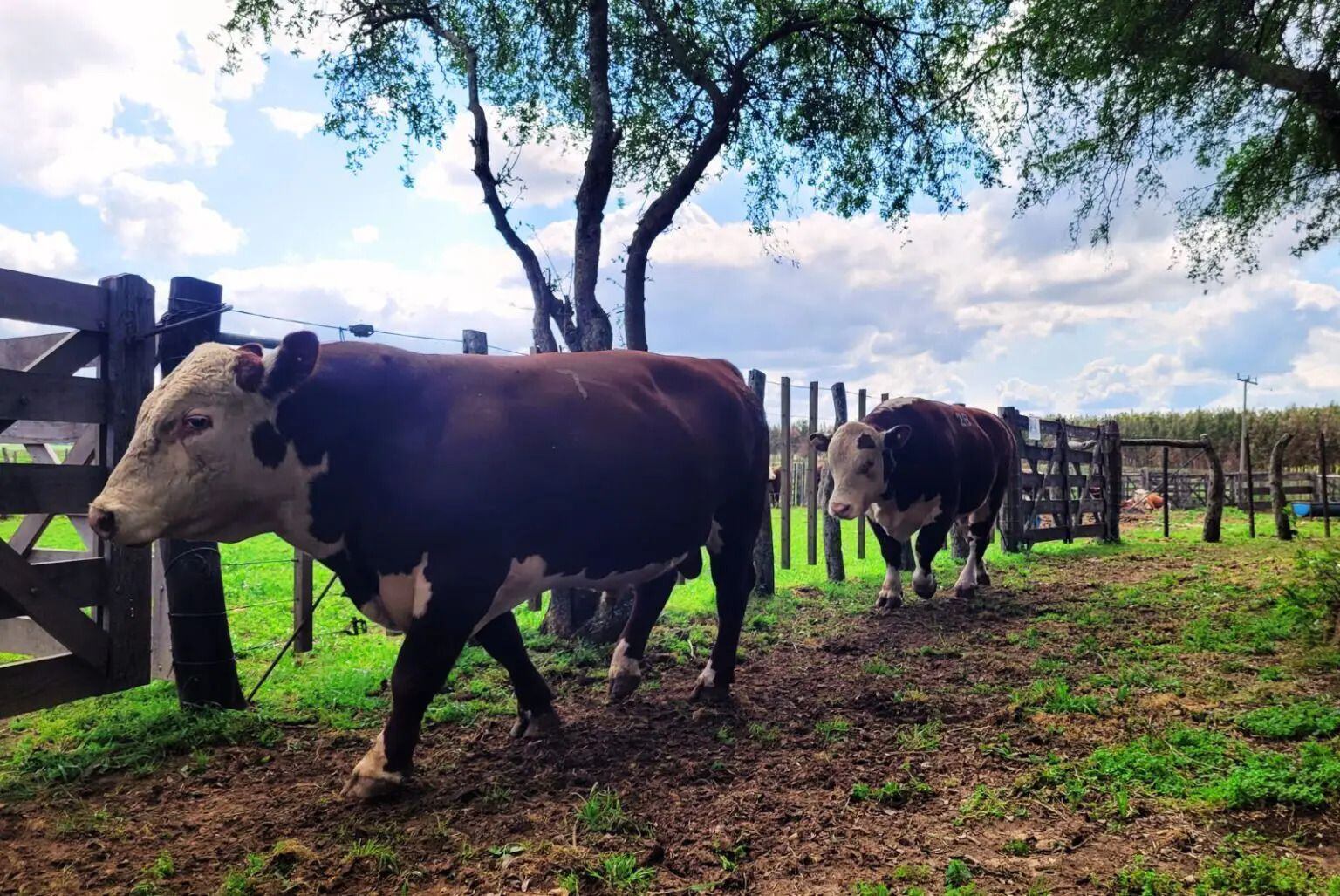 Pruebas pastoriles: cómo mejorar la calidad de la carne en Argentina - Infobae