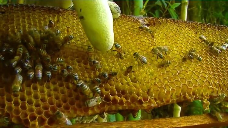 Las abejas son las grandes polinizadoras que garantizan la salud de los ecosistemas y las producciones agrícolas