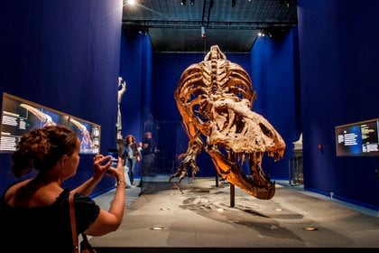 Esqueleto de un TTiranosaurio Rex en una exposici�n en Par�s.EFE/CHRISTOPHE PETIT TESSON/Archivo

