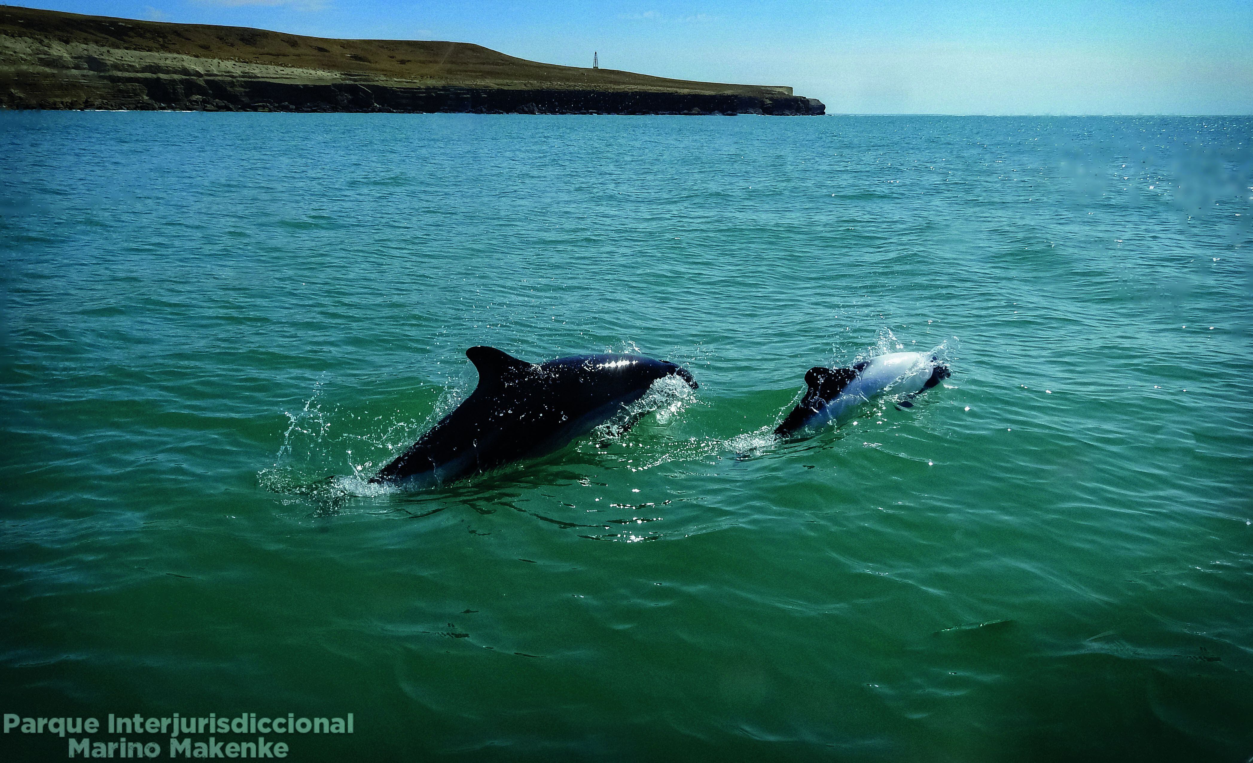 Las toninas overas engalanan nuestro mar Argentino (Retratos Parques Nacionales)
