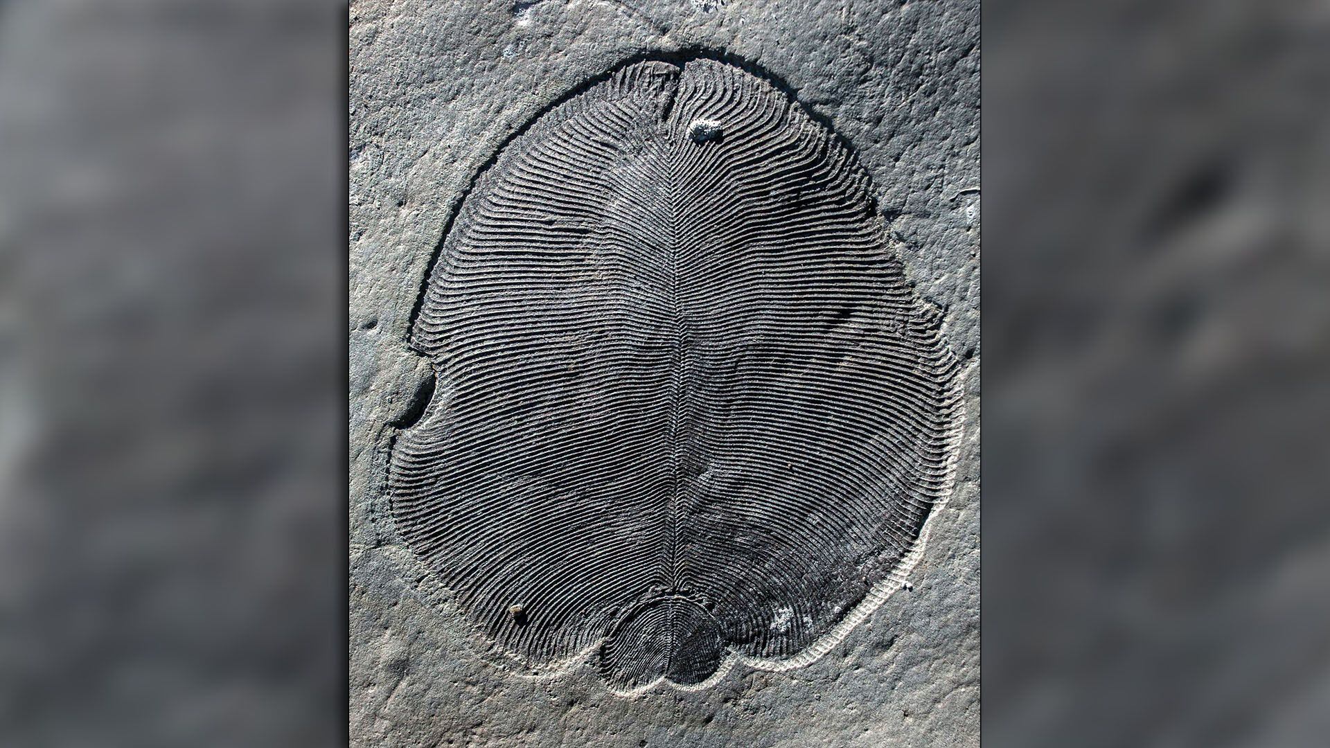Dickinsonia el animal mas antiguo conocido de la Tierra paleontologia 1920