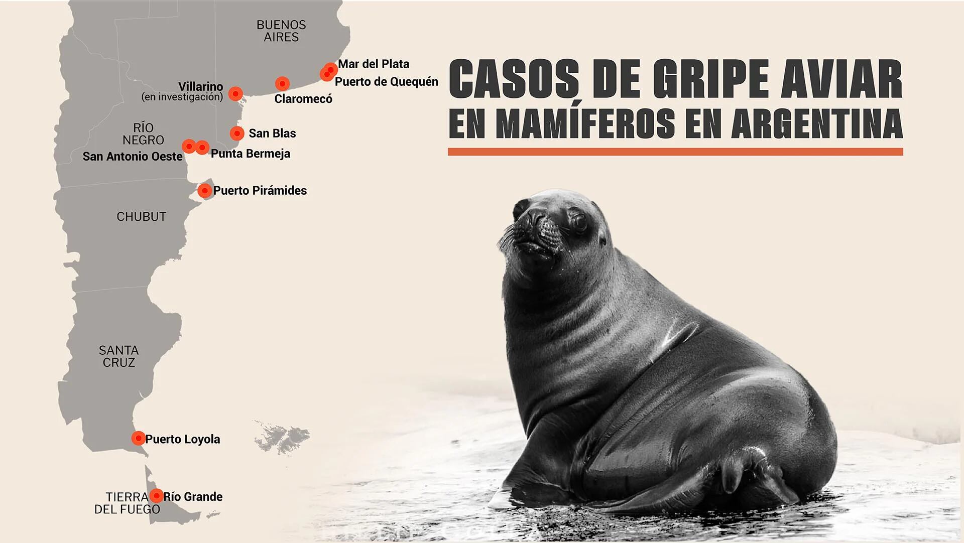 Desde febrero, la gripe aviar en Argentina empezó a generar brotes en aves silvestres y de corral. En agosto el Senasa confirmó brotes de gripe aviar en lobos marino de un pelo a lo largo de la costa atlántica/ Gráfico de Marcelo Regalado