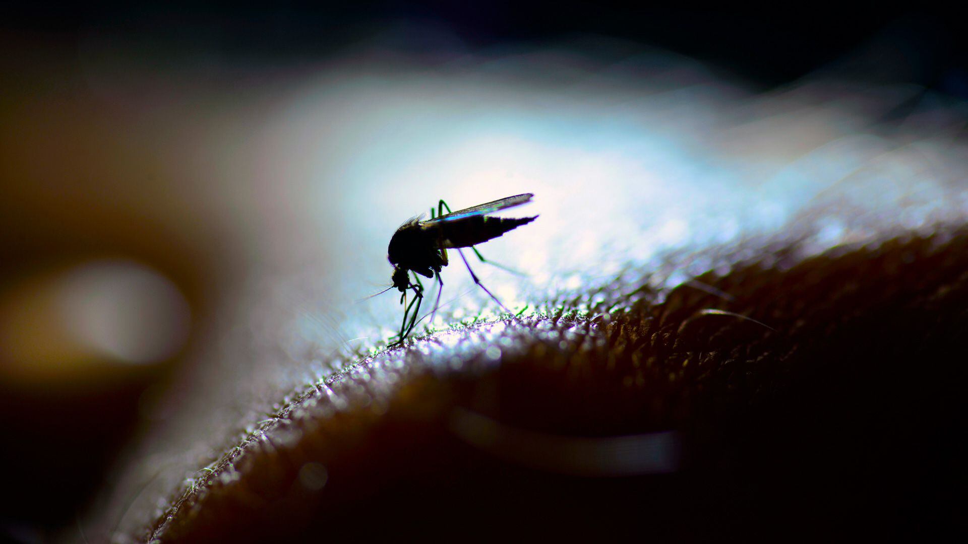 mosquitos contaminación lumínica
