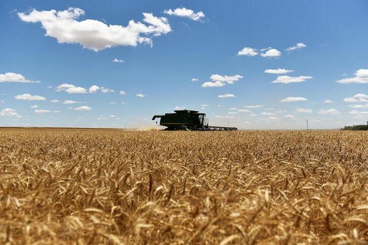 Se viene una nueva siembra de trigo, y los productores reclaman medidas al Gobierno. (REUTERS/Nick Oxford)