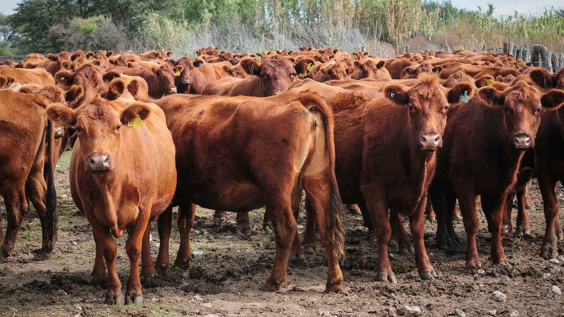 Mediante un proceso de edición genética, se logró diseñar un rasgo de pelaje “resbaladizo” en vacas, que les otorga una mayor resistencia al calor  durante los días de verano.