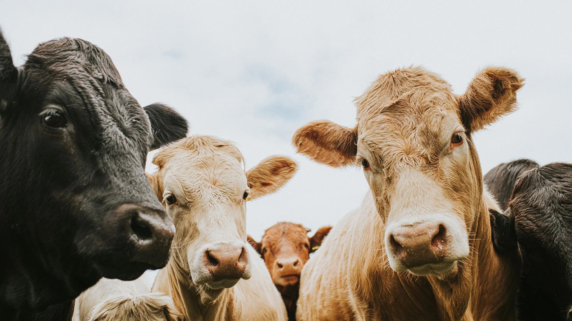 Según la OMS los mercados que venden carne o subproductos de animales salvajes son especialmente de alto riesgo (Getty Images)