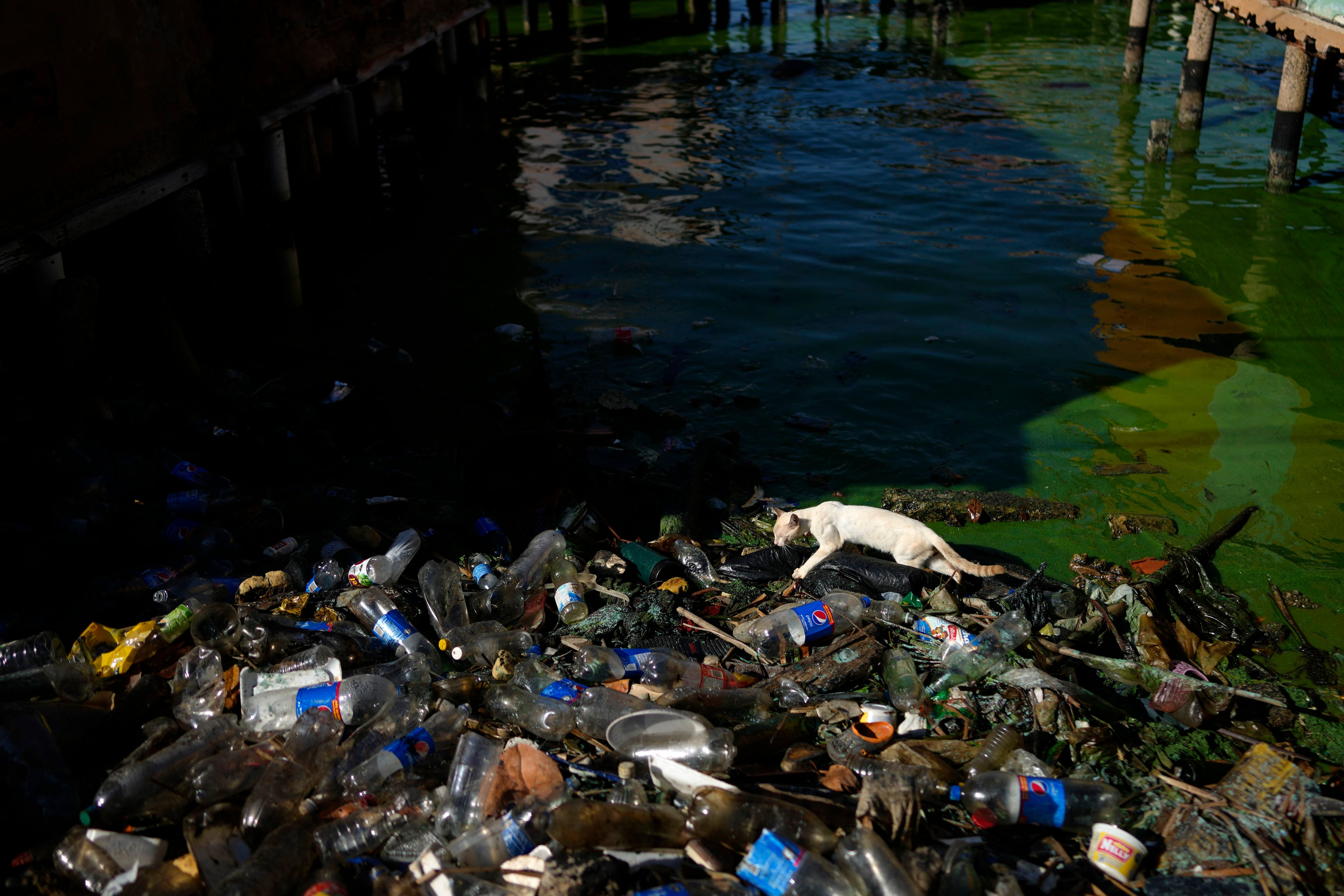 Un gato camina sobre residuos que bordean la orilla del Lago de Maracaibo (AP Foto/Ariana Cubillos)