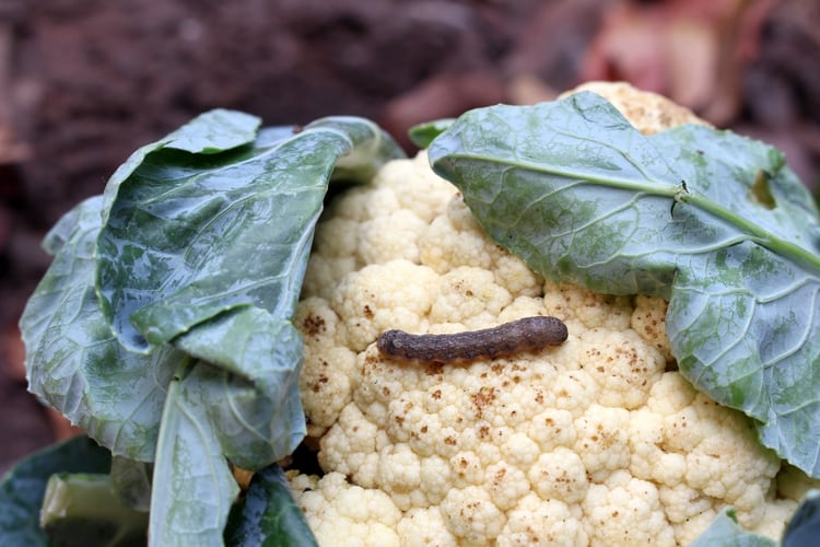 Las larvas, la peor plaga que azota al planeta y genera pérdidas millonarias en el agro (Shutterstock)
