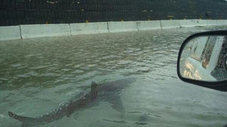Imagen falsa de un tiburón nadando por una calle inundada tras un huracán.