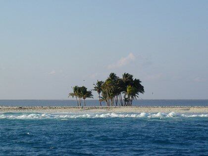 El alemán Gustavo Schultz, representante de la Compañía explotadora de guano en la Isla, plantó trece cocos en la zona arenosa, esos cocos significaron la diferencia entre la vida y la muerte para los habitantes cuando se les acabaron las provisiones Foto: Wikimedia
